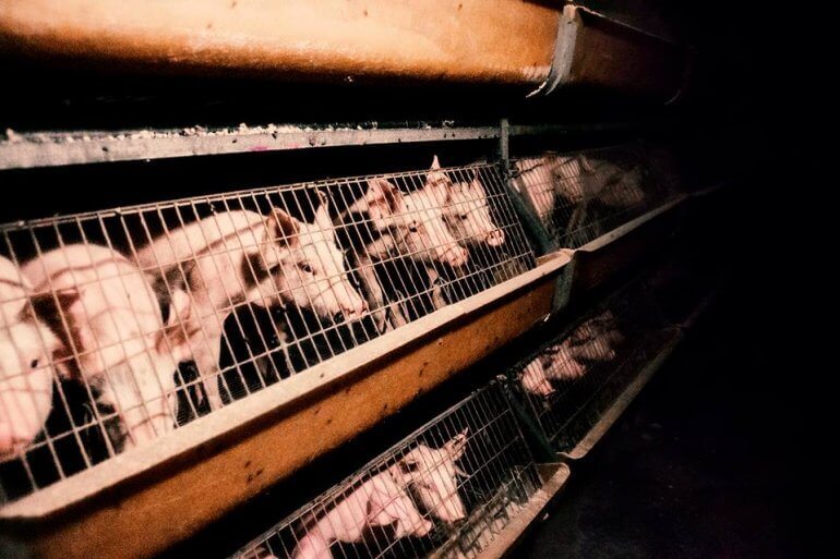 We schrijven geschiedenis voor dieren in de veehouderij – 1 miljoen handtekeningen om de kooien te stoppen