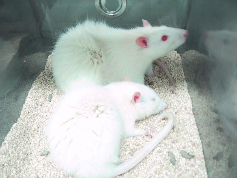 Het leven in een proefdierlaboratorium: de ervaring van een ‘ongebruikt’ dier