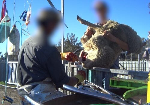 Wederom blootgelegd: huid en staarten van huilende lammeren afgesneden en -gebrand, schapen in het gezicht geslagen voor wol in Australië