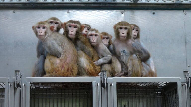 Een levende nachtmerrie: apen opgesloten, vergiftigd en gedood in laboratoria