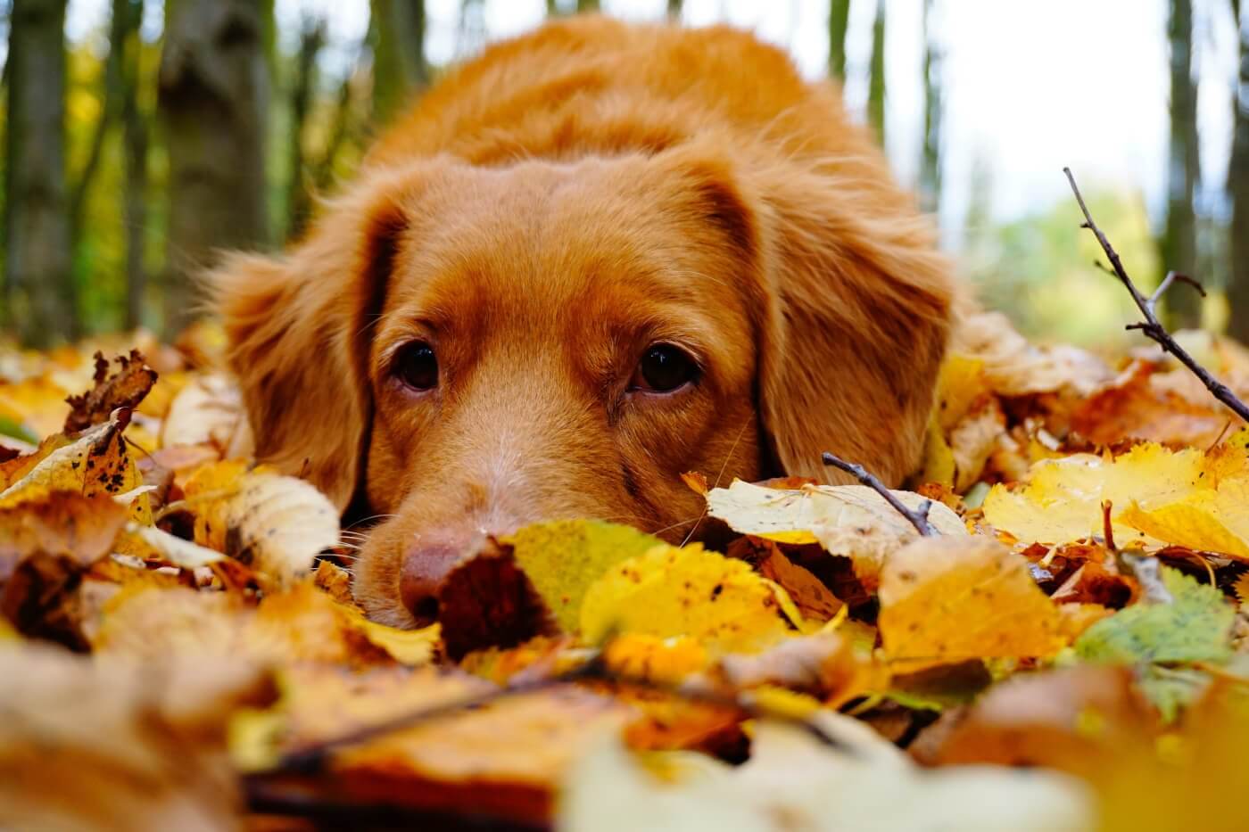 Het vuurwerkseizoen is begonnen – zo houd je het veilig voor katten, honden en andere dieren