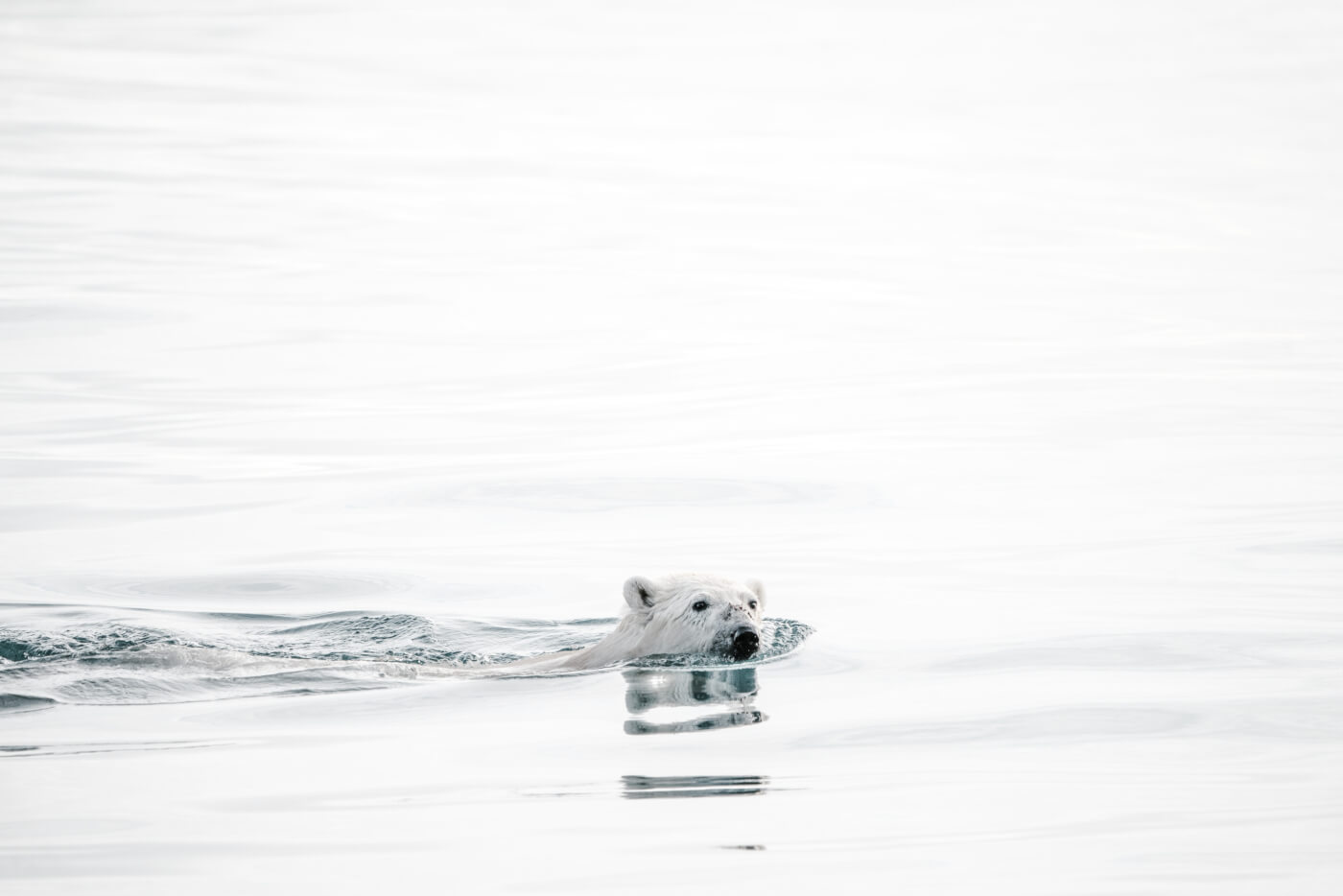Deze hongerige ijsbeer bewijst waarom pescotariër zijn niet genoeg is