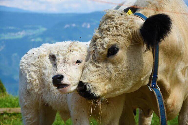 Waarom vegan worden je goede voornemen zou moeten zijn voor 2019