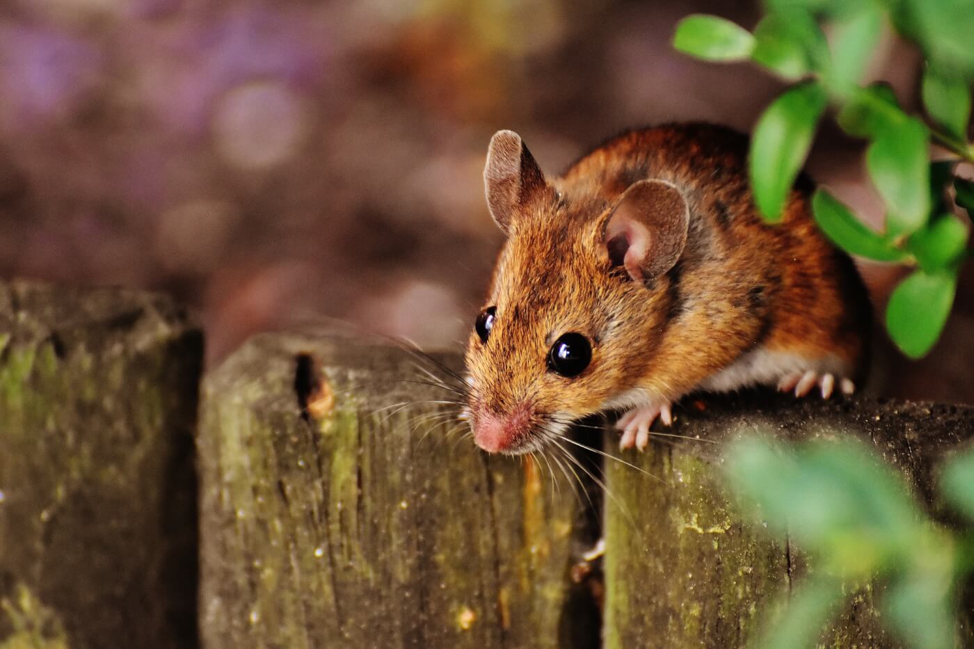 Handleiding voor het humaan verwijderen van muizen: 9 stappen voor een knaagdiervrij huis