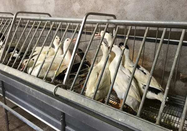 Belangengroep van foiegrasindustrie verzet zich tegen Stop de kooien-campagne