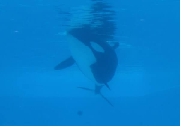 Roep op om orka’s in gevangenschap over te brengen naar een zeereservaat