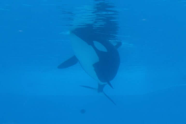 Rust in vrede: Kayla is de 42e orka die sterft in SeaWorld
