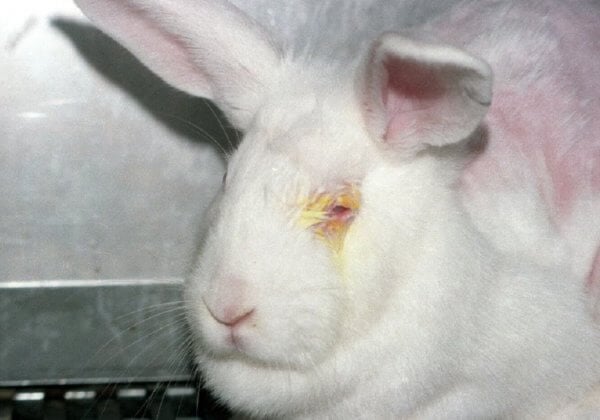 De Nederlandse regering heeft beloften verbroken en geen vooruitgang geboekt bij het vervangen van dierproeven