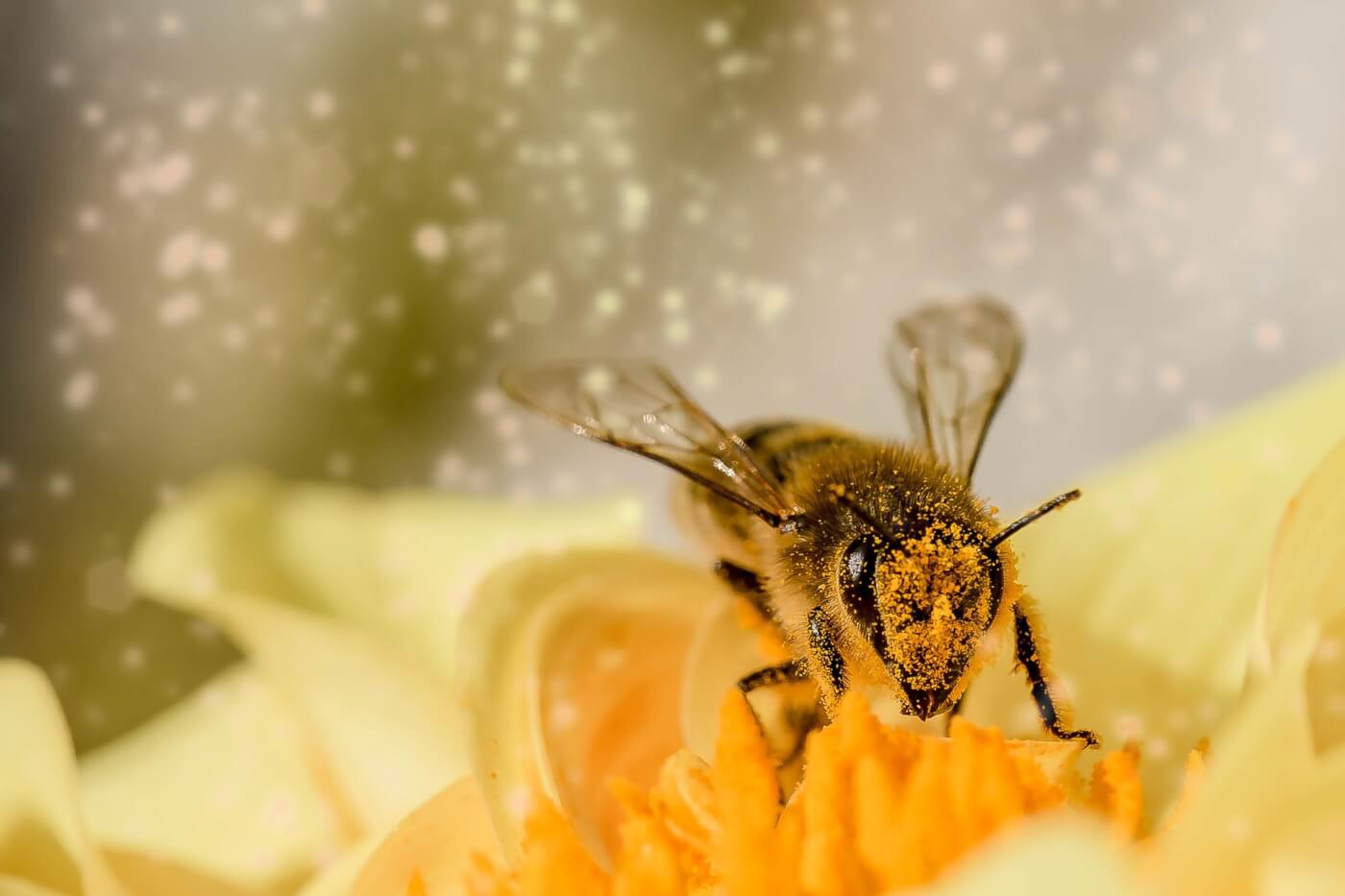 Samenleven met insecten