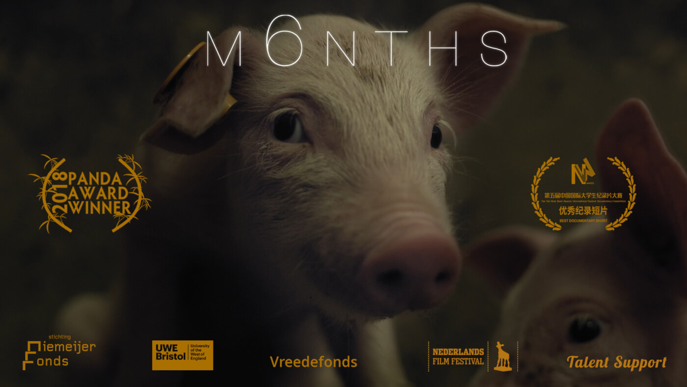 ‘M6NTHS’ – bekijk de volledige documentaire en zie de wereld door de ogen van een varken