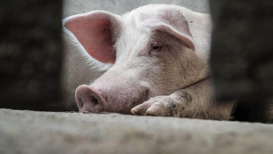 Jaar van het varken: 5 redenen waarom het leven van varkens niet van geluk is vervuld