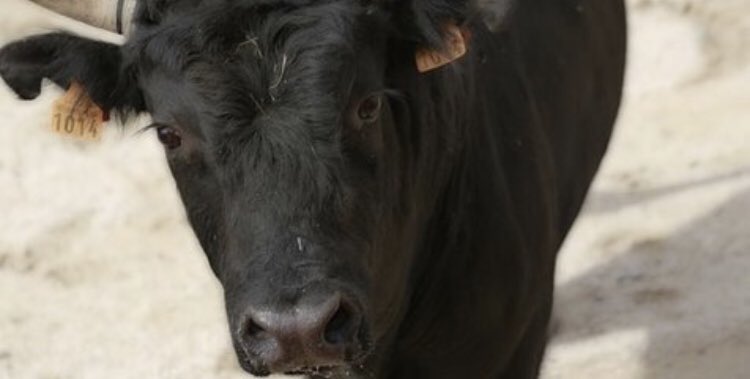 Overwinning! Spaans hooggerechtshof maakt een einde aan de marteling van stieren tijdens het Toro de la Vega-festival