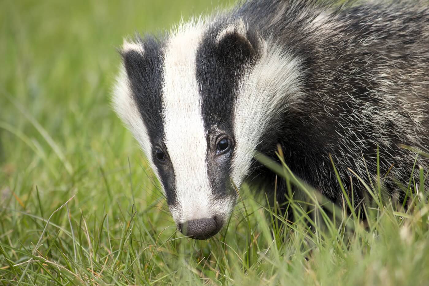 Nederlandse en andere Europese merken en webwinkels verbieden producten gemaakt van dassenhaar na reportage van PETA 