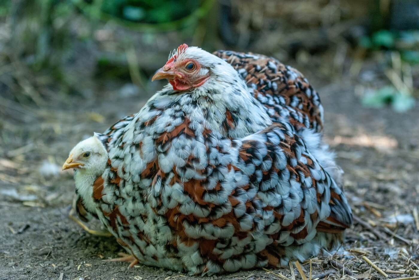 6 redenen om vegan te worden in plaats van vegetariër voor de Nationale Week Zonder Vlees