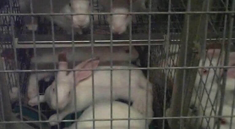Nieuwe videobeelden onthullen konijnenmishandeling in Italië