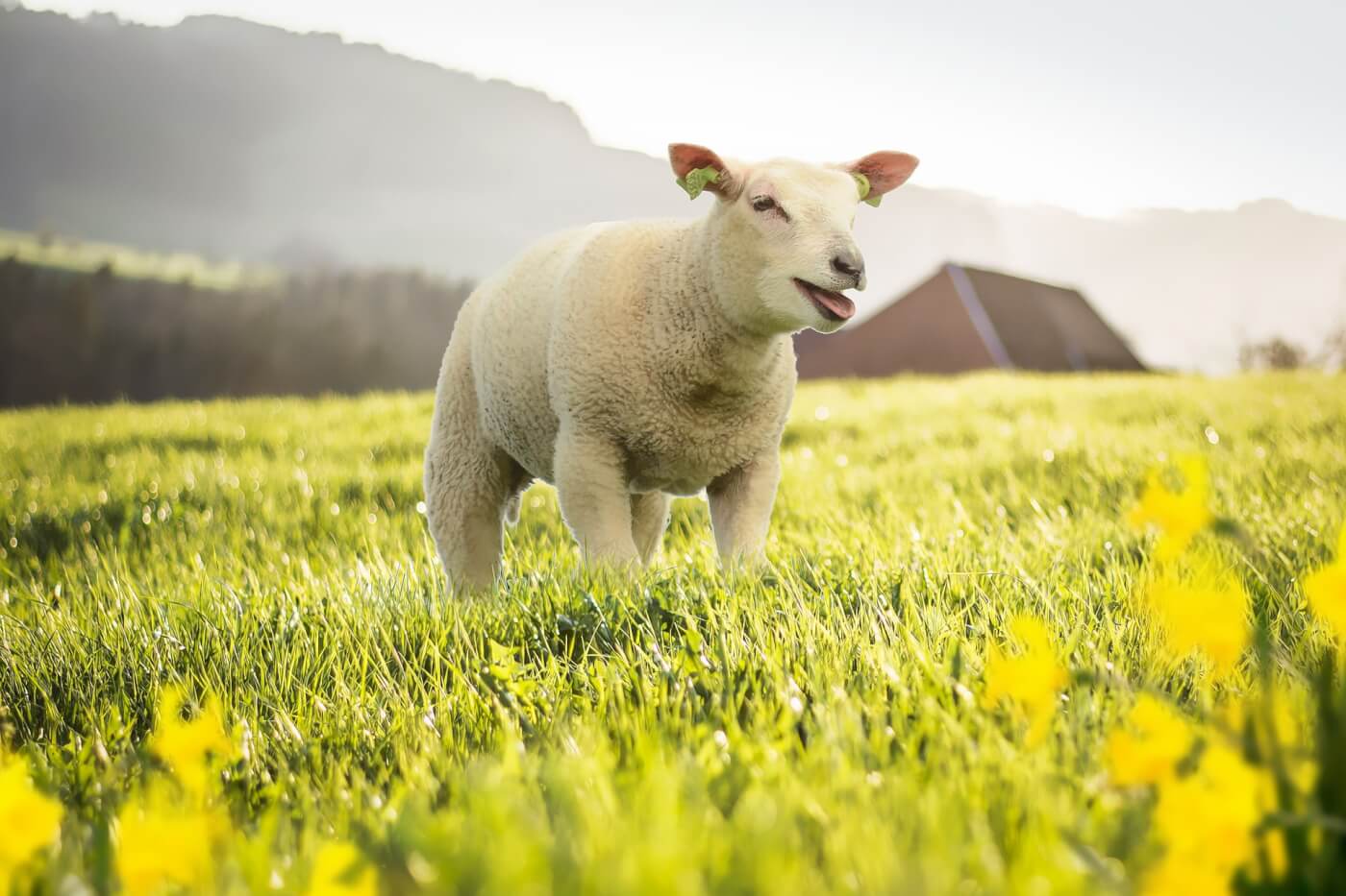 Nederlands modemerk Miss Green gebruikt in overleg met PETA geen wol meer
