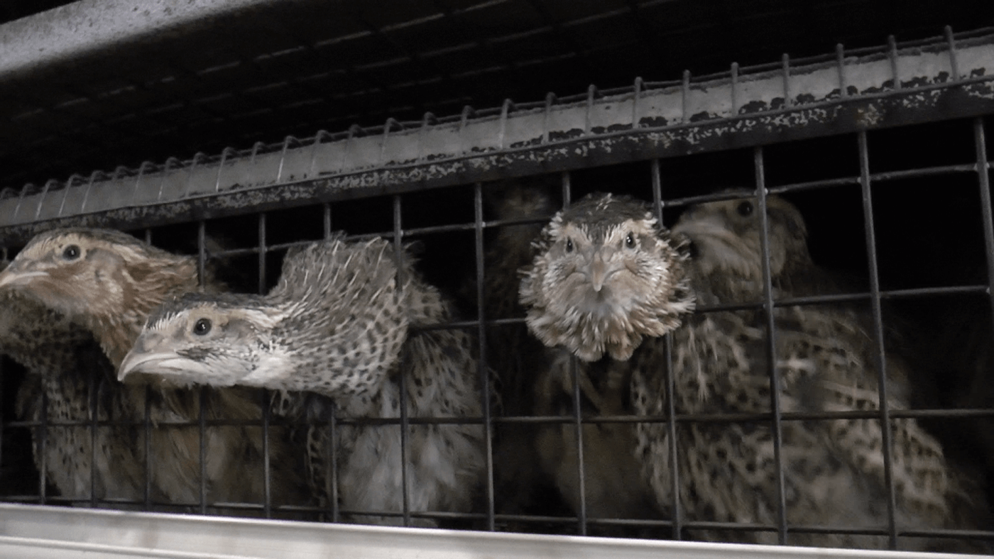 Onthuld: hoe kwartels lijden op intensieve pluimveehouderijen in Europa