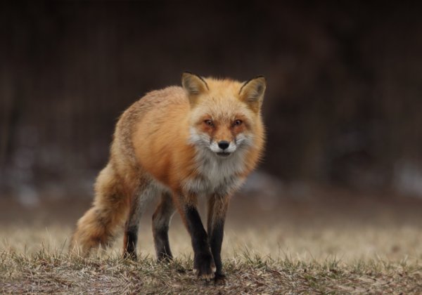 Overwinning! Prada stopt vanaf 2020 met het gebruik van bont