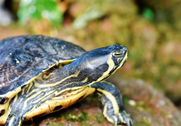 4 redenen waarom je nooit een ‘exotisch’ dier zou moeten kopen