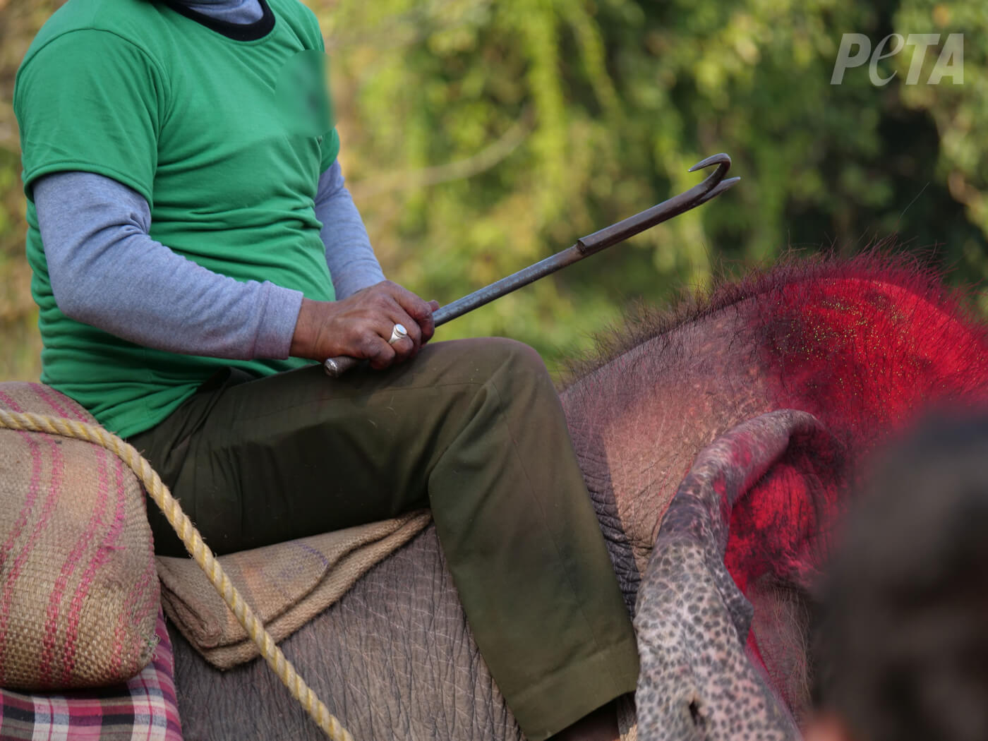 Wreedheid voor toerisme: olifanten worden tot bloedens toe geslagen op olifantenfestival in Nepal