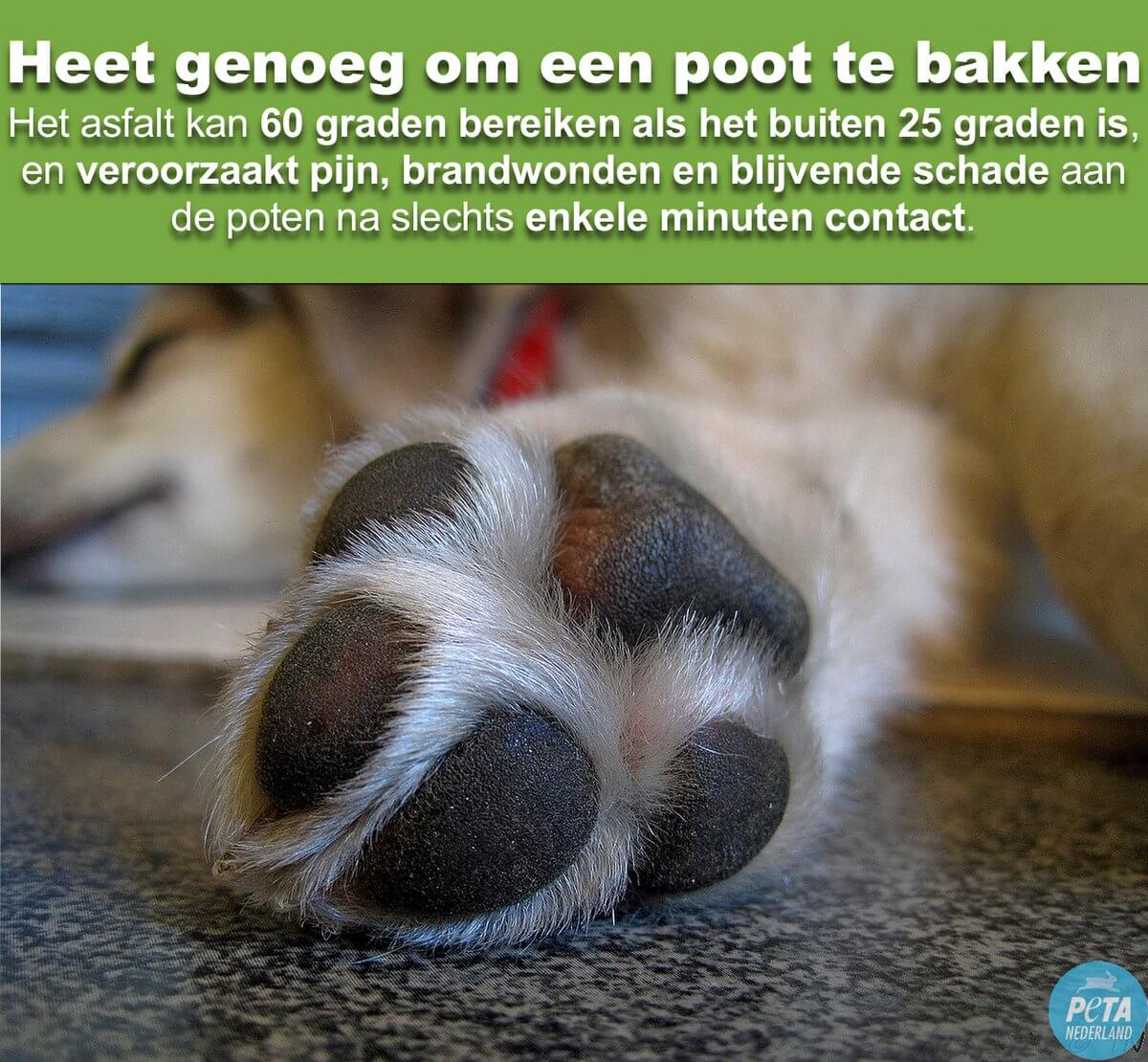 Heet genoeg om een poot te bakken