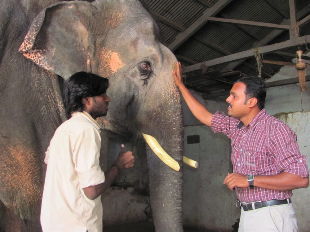 Elephant Sunder Exam