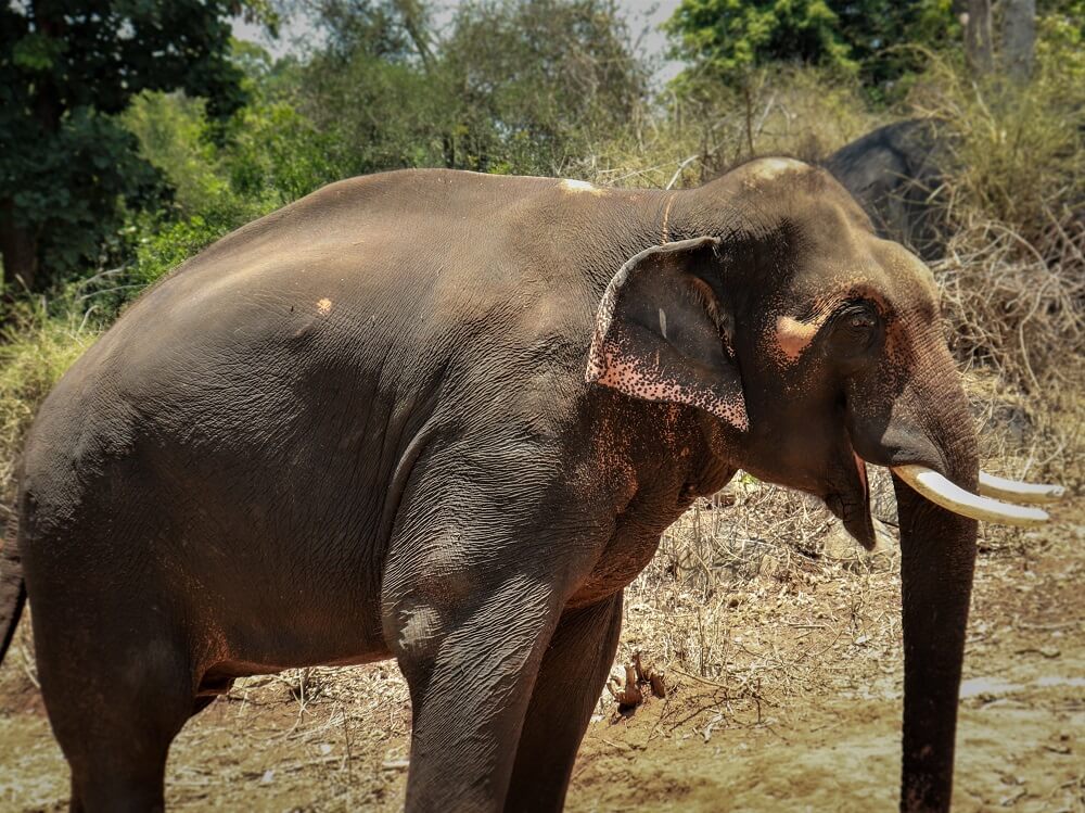 Elephant Sunder Happy