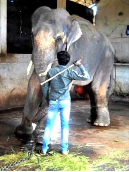 Elephant Sunder being beaten