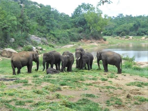 Vier vijf jaar vrijheid voor een gelukkige olifant!