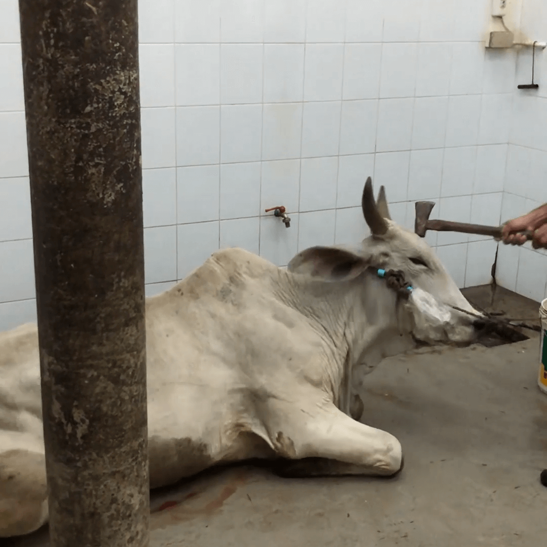 Koeien geslagen met mokers: dit is de internationale leerindustrie