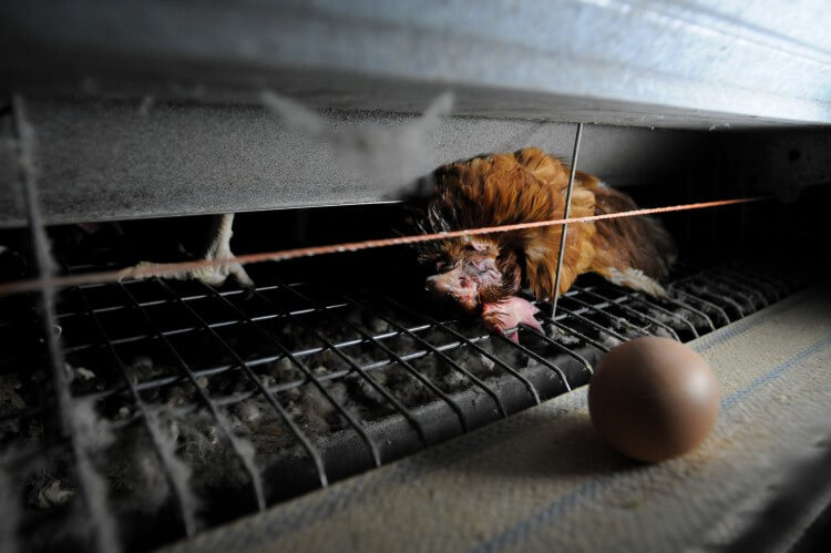 Worden kippen gedood voor eieren? Hier zijn de feiten.