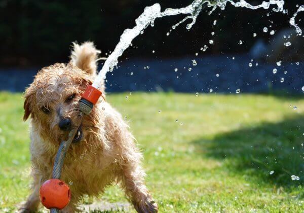 Help honden in de hitte