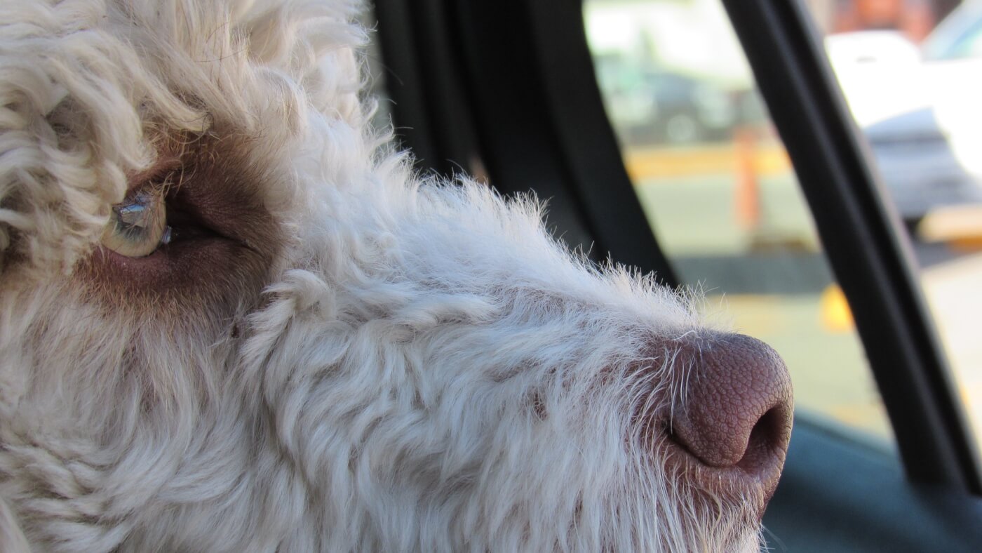 dog in hot car