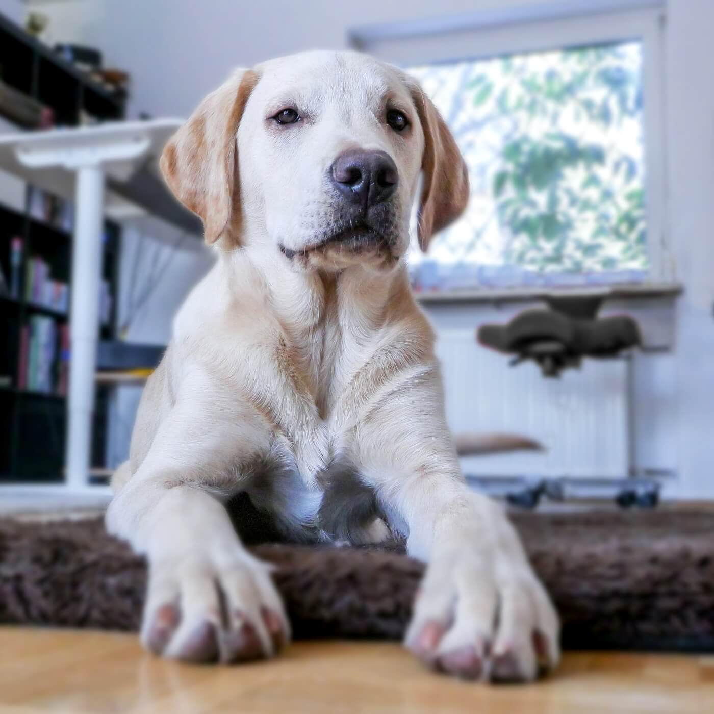 Dog in house