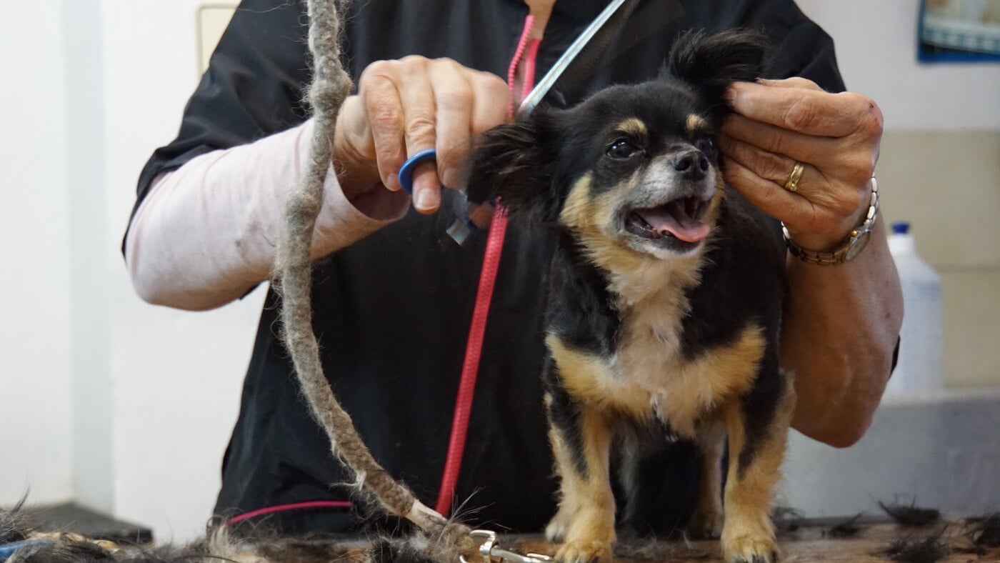 Dog being groomed