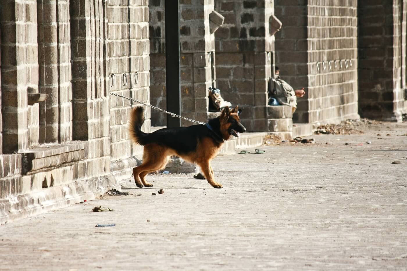 Chained dog