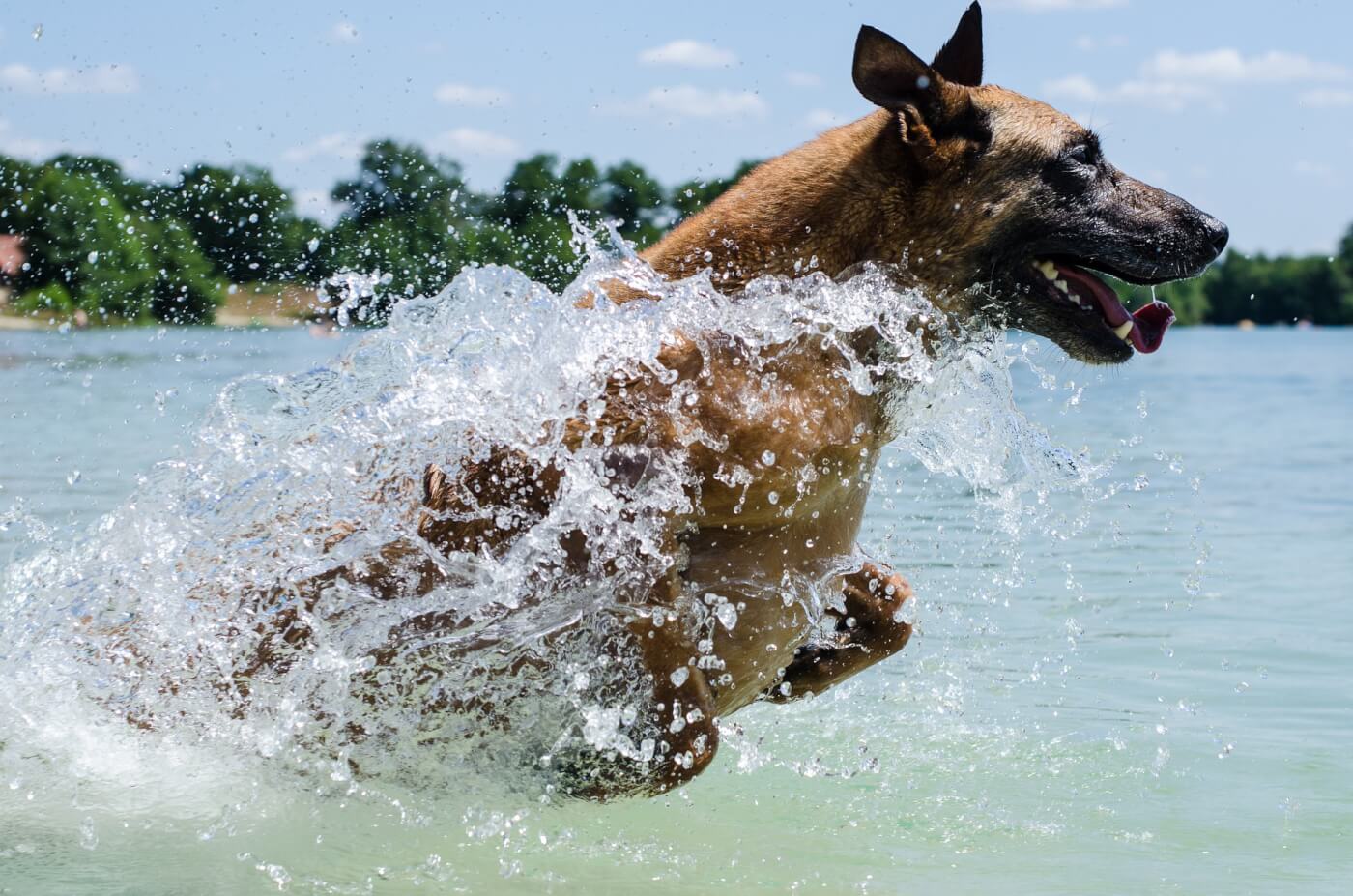Dog playing in water