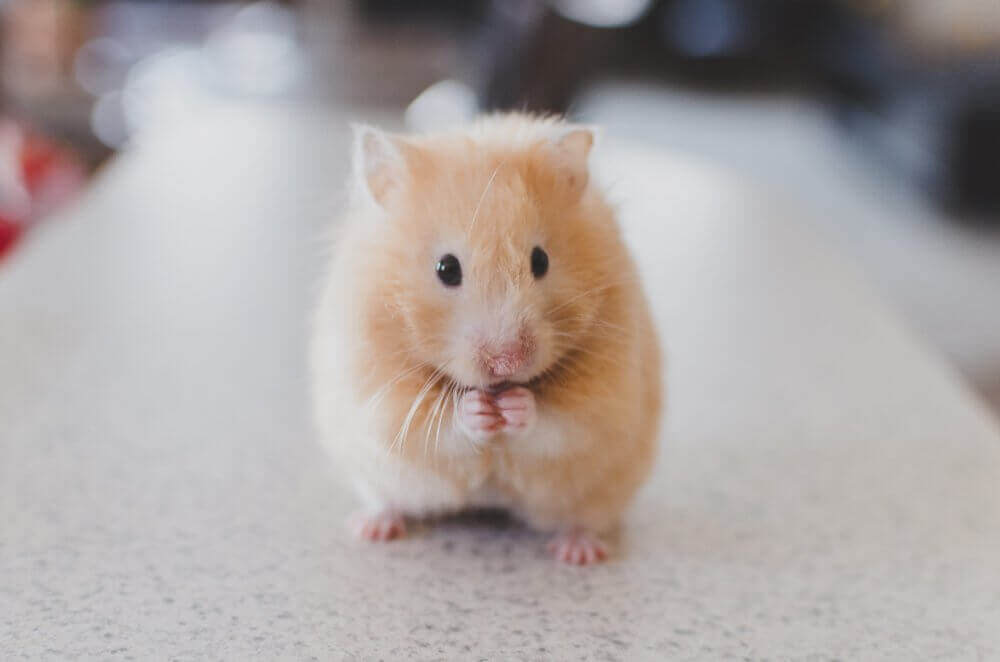 muis