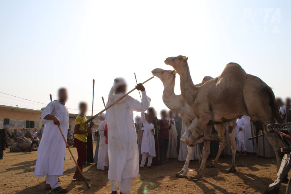 Mannen slagen een kameel