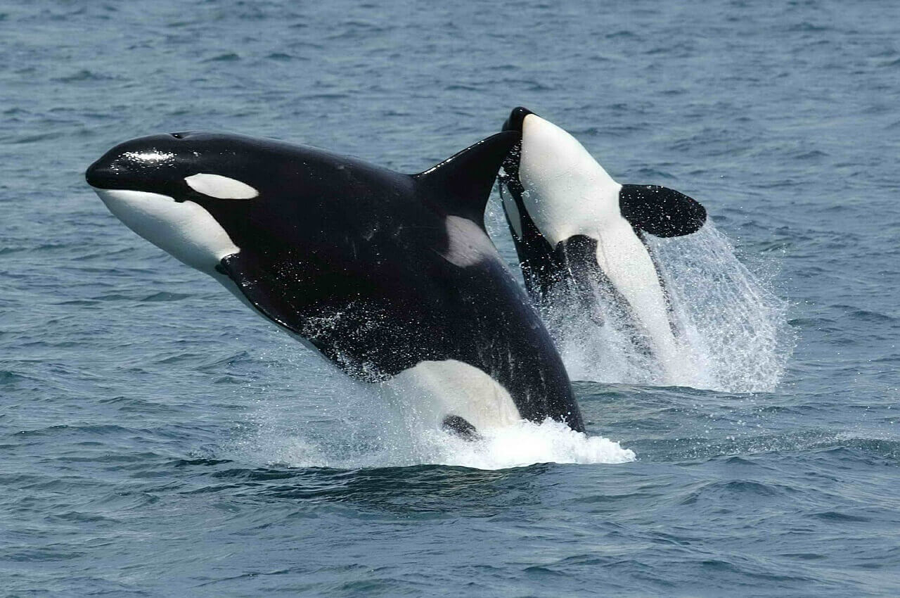 Overwinning! Reisgigant Virgin Holidays stopt met het verkopen van reizen die walvissen en dolfijnen uitbuiten