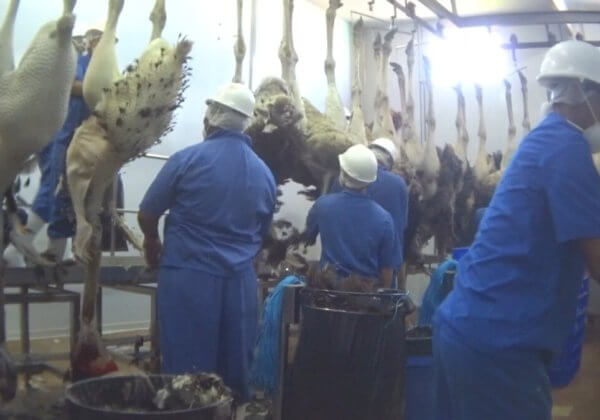 Onthuld: Struisvogeljongen afgeslacht voor ‘luxueuze’ tassen