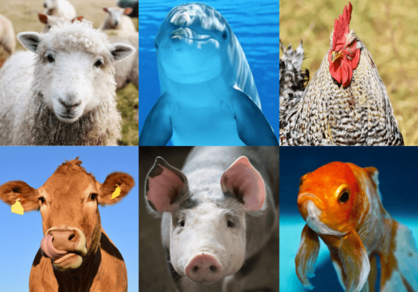 39 afbeeldingen die aantonen dat dieren precies op ons lijken