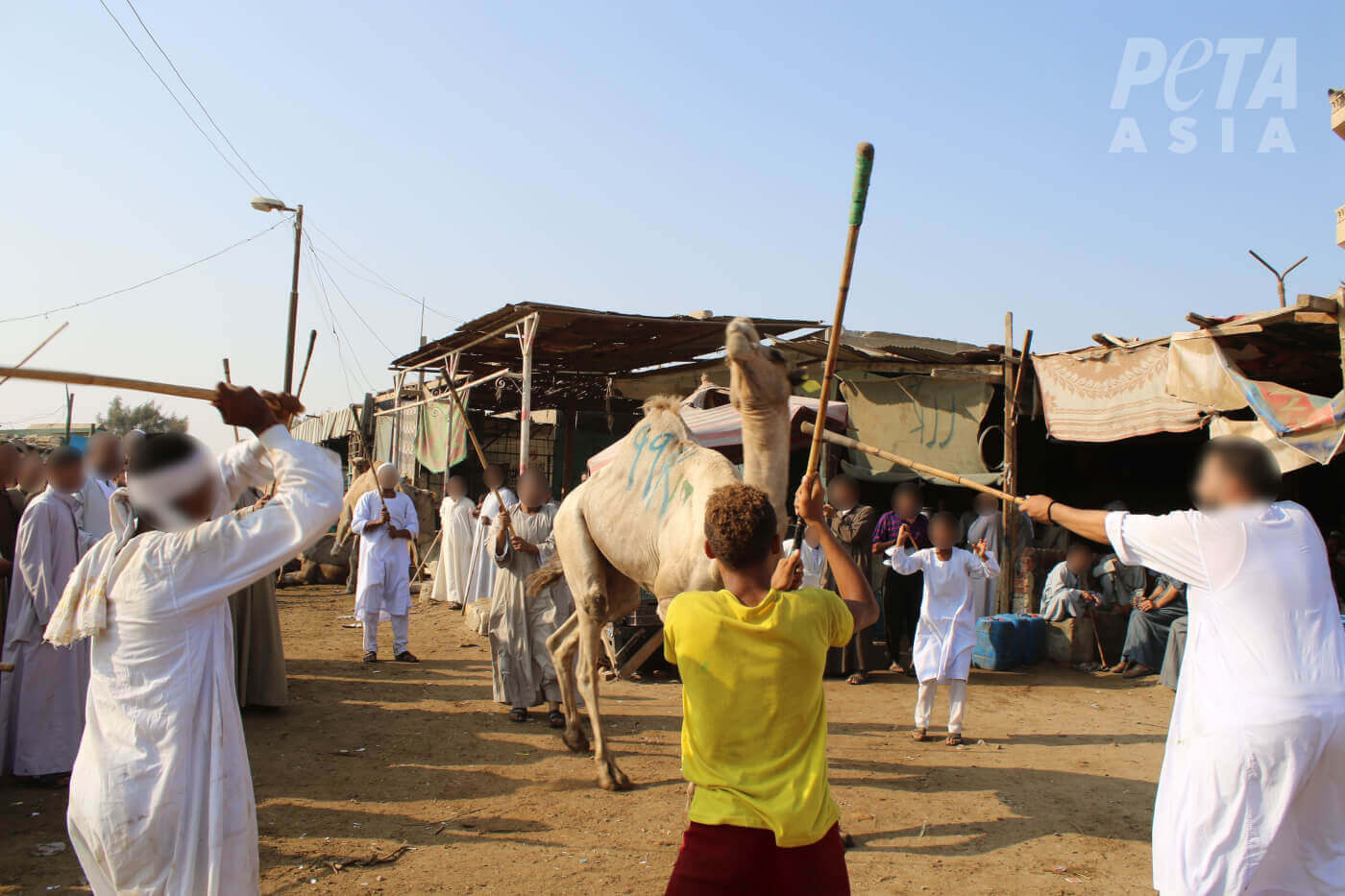 UPDATE: Na PETA-reportage drie mensen beschuldigd van het martelen van kamelen in Egypte