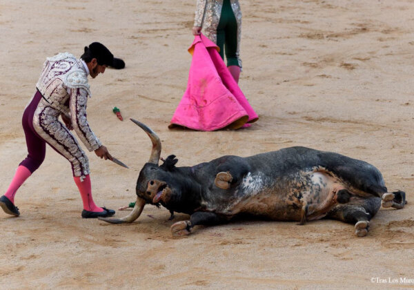 Geen doden meer: roep op tot een definitief einde aan stierengevechten en stierenrennen in Pamplona
