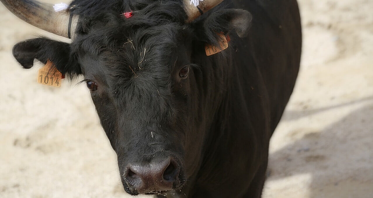 Aantal stieren dat in Spaanse arena’s wordt gedood met 56% gedaald