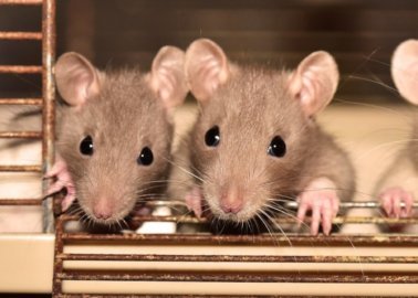 Jaar van de rat: 4 manieren waarop ratten lijden in laboratoria en hoe je ze kunt helpen
