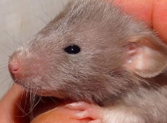 Jaar van de rat: 15 verbazingwekkende feiten over ratten