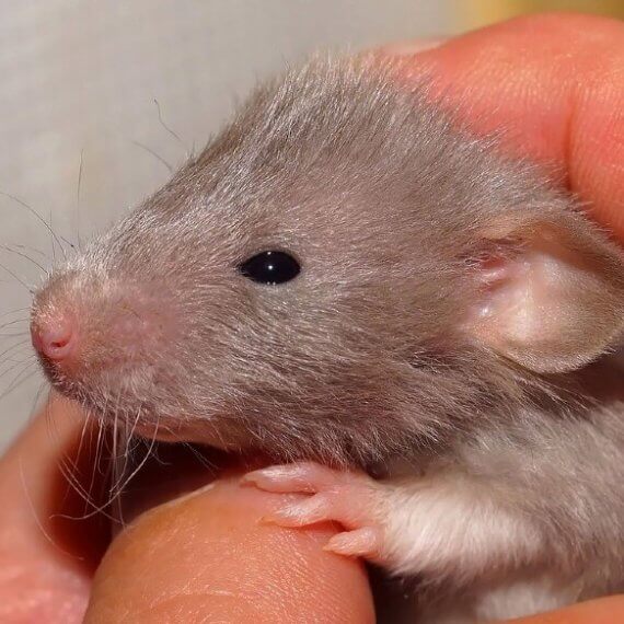 Jaar van de rat: 15 verbazingwekkende feiten over ratten