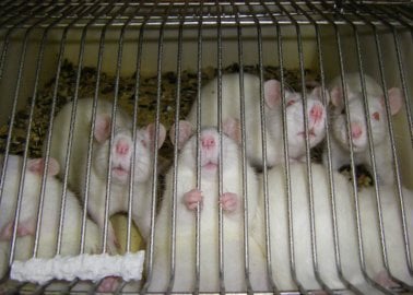 ONTMASKERD: Brits ministerie legt Schots laboratorium sancties op na klacht van PETA UK