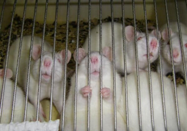 PETA, Cruelty Free Europe, Dove, The Body Shop en meer dan 450 andere verdedigen dierproevenverbod